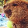Staten Island Zoo Rescues Pair Of Adorable Orphaned Baby Beavers
